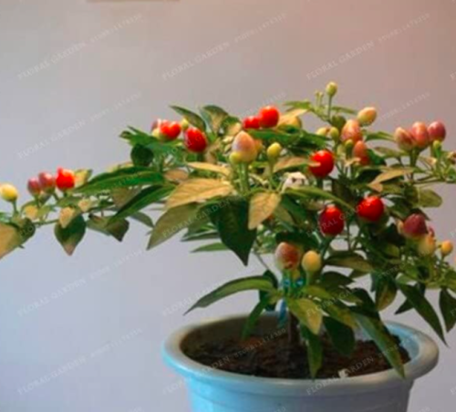 Edible Ornamental Correct Mini Pepper Seed(Chili Seed), Mixd Colour Vegetable (Color: 4)