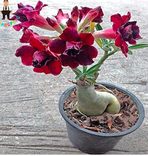 Desert Rose Seeds Rare Adenium Obesum Flower Plants Flower Bonsai Air Purification for Home Garden