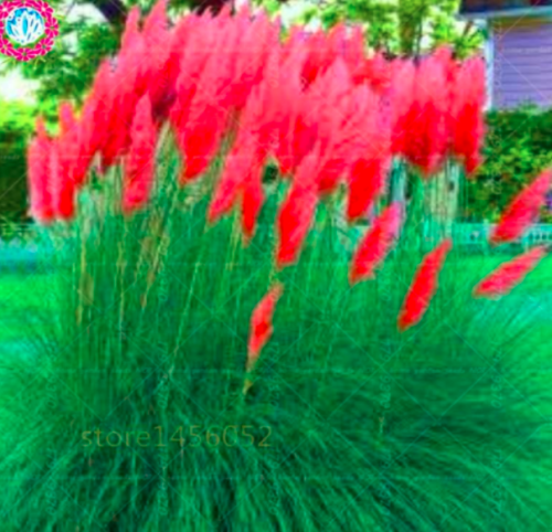 Purple Pampas Cortaderia selloana Pampas Grass Garden Flower Plants herbe de la Pampa Rose semillas de Pampa - (Color: 6)
