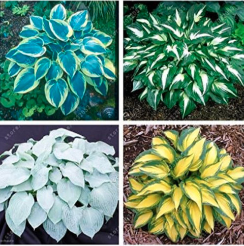 hosta Seed flower DIY for home garden plant pot perennial herb - (Color: mix)
