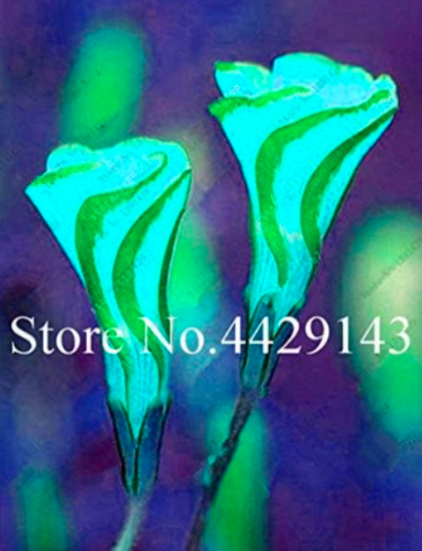 Oxalis Versicolor Flowers Seed World's Rare Flowers for Garden O.versicolor Flowers Semillas Flowers Plant - (Color: 2)
