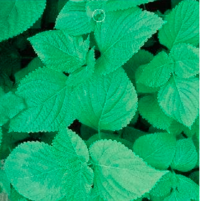 Green Crisped Common Perilla Organic Garden Herb Seeds