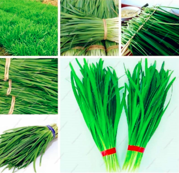Chinese Chives Everygreen Non-GMO Tasty Juicy Leek Vegetable Garden Plant for Flower Pot Planters Easy to Grow