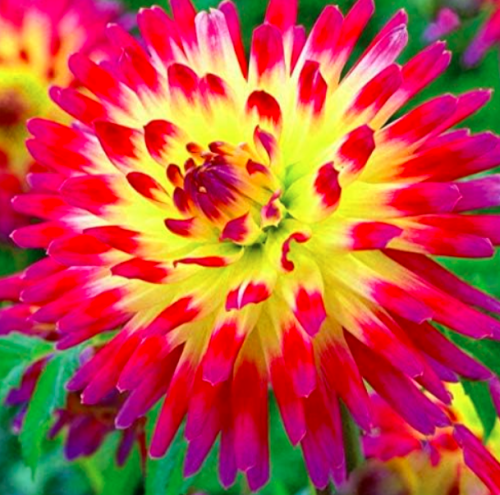 Dahlia Bulbs Flower Seed Flower Bulb Symbolizes Courage and Lucky Home Garden Plant - (Color: 3)