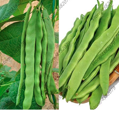 Four Seasons Safflower Green Beans Plants Potted Seed Balcony Fruit Vegetable Plants for Home & Garden