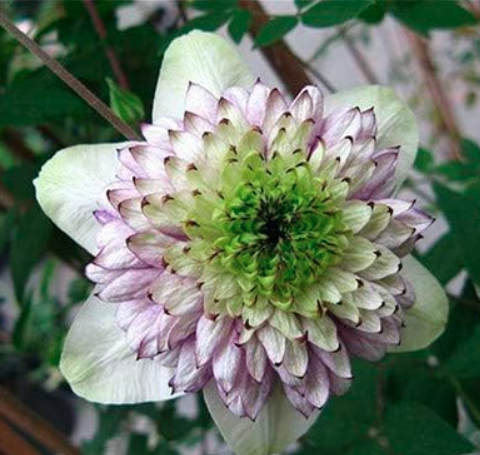 Exotic Clematis Seed Flower Blooming Clematis Vines Plant for Home Garden Decor - (Color: 1)