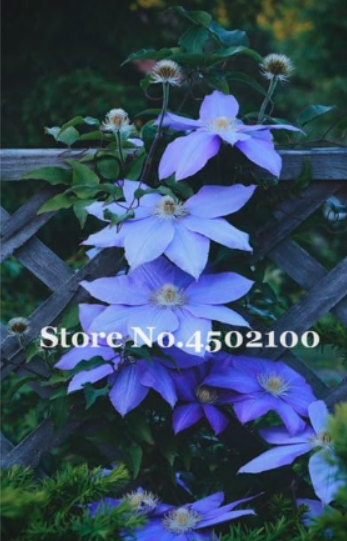 Pretty Colorful Climbing Clematis Seed Clematis Vine Perennial Pot Garden Plant - (Color: 8)