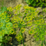 Dill Seeds, Anethum graveolens