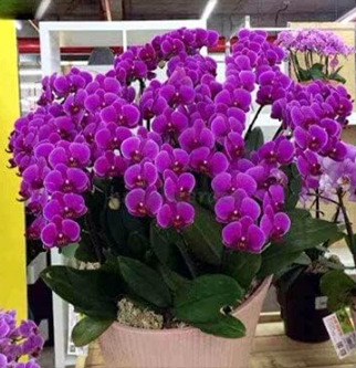 Rare Orchid Man Flowers Monkey Orchid Perennial Indoor Flowers - (Color: 3)