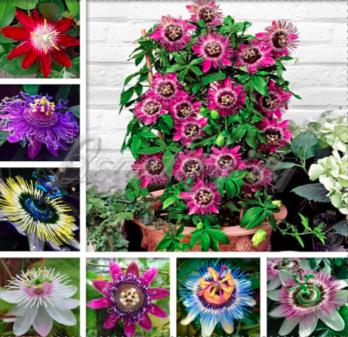 Passion Flower Seed Vine Fruit Passiflora Ornamental Plants Tropical Fruit Tree - (Color: Mix)
