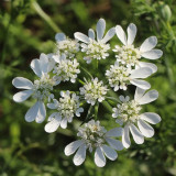White Laceflower Seeds, Orlaya grandiflora