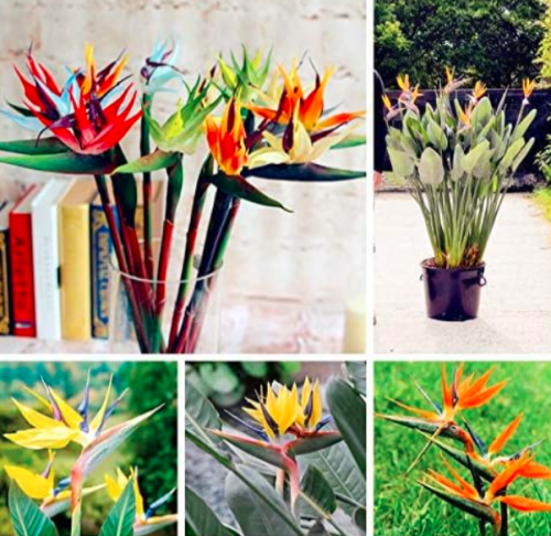 Strelitzia Seed Rare Indoor Potted Plant Flower Bird of Paradise Flower Plant Seed Easy to Grow Flowers Seed