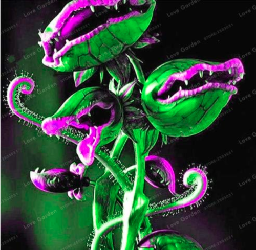 Venus Fly Trap Carnivorous Seed Dionaea Muscipula Cordyceps - (Color: 3)