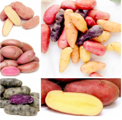 Potato Seed Organic Vegetables Sweet Healthy Kitchen Cooking Food NO GMO - (Color: Mix)