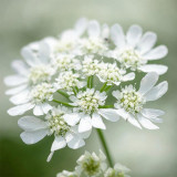 White Laceflower Seeds, Orlaya grandiflora