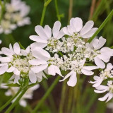 White Laceflower Seeds, Orlaya grandiflora