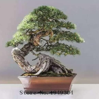 Juniper Seed Potted Office Absorb Harmful Gases Juniper Garden seedsplants - (Color: 6)