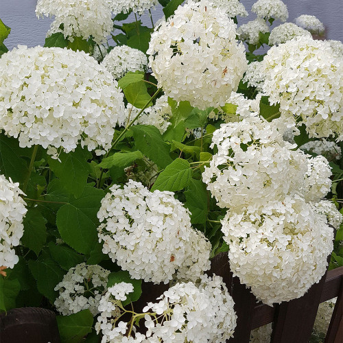 White Sweet Alyssum Seeds, Lobularia maritima