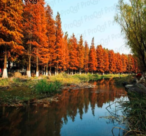 A Set Metasequoia glyptostroboides Dawn Redwood - (Color: Seed)
