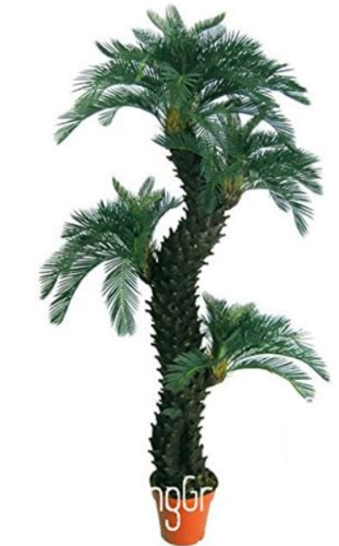 Dracaena Seed, Potted Balcony, Planting Seasons, Dracaena fragrans, #99WCF4