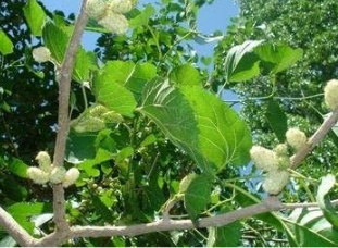 WHITE MULBERRY Seed, Edible Fruit, Indoor,Outdoor Available(sang guo)