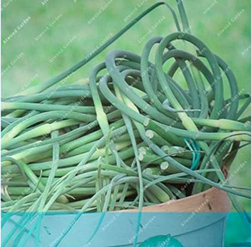 Chinese Young Garlic Shoot Garden Potted Leek Plants Easy Grow Vegetables Four Seasons Planting