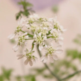 White Laceflower Seeds, Orlaya grandiflora