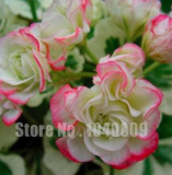 Rare Geranium, Pelargonium, Zonal Geranium Perennial Flower Flores Seed Plant Home & Garden Seedsplants - (Color: 17)