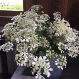 White Laceflower Seeds, Orlaya grandiflora