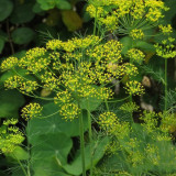 Dill Seeds, Anethum graveolens