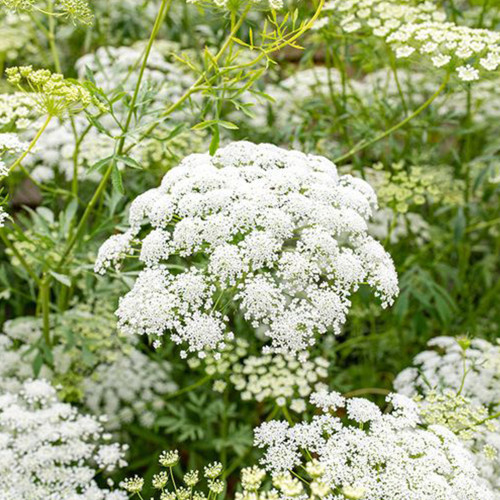 Bishop's Weed Seeds, Ammi visnaga