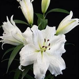 A Set Lilium brownii Lily Flower Bulb - (Color: 16)