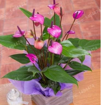 Japan Anthurium plantas Rare Flower Mini Seed (Color: Purple)