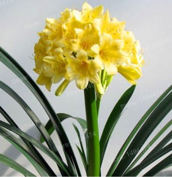 Clivia Plant Flower Seeds for Home Garden (Color: 8)