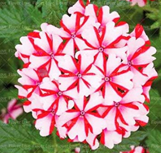 Rare Verbena Seed Plants, Verbena Hortensis, Flower Plant Home Garden - (Color: 4)