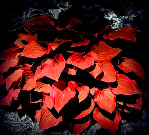 Hosta Flower seedsGarden Perennials Ornamental Lily Shade