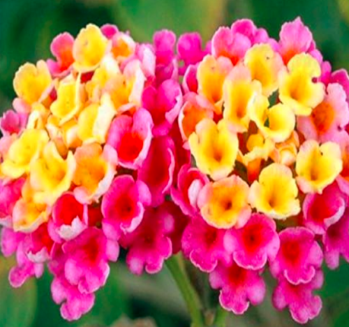 Rare Lantana Camara Chinese Lantana Camara Flower Seeds