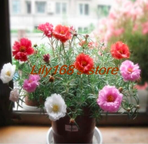 Mixed Mexican-rose Sun Flowers Seed Portulaca Moss Rose Portulaca Grandiflora Seed - (Color: mix)