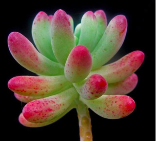 Sedum pachyphyllum Seed Flower Seeding seedsplants plantas Garden Decoration Indoor Plant