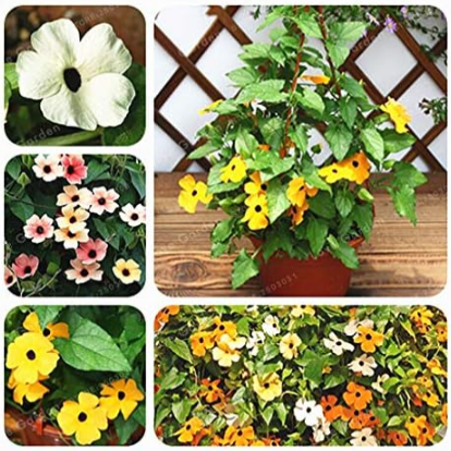 Thunbergia Alata Flower Seed Black Eyed Susan Vine Gorgeous Sunrise Yellow Climbing (Color: Mix)