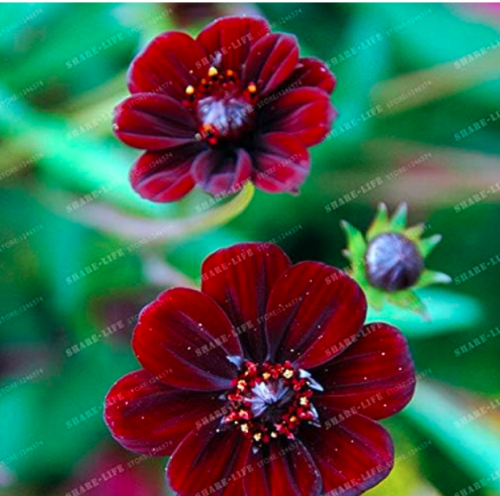 Rare Chocolate Cosmos Flower Seed-Blooms All Summer Long and Has Rich Scent Like Chocolate Home Garden Flower