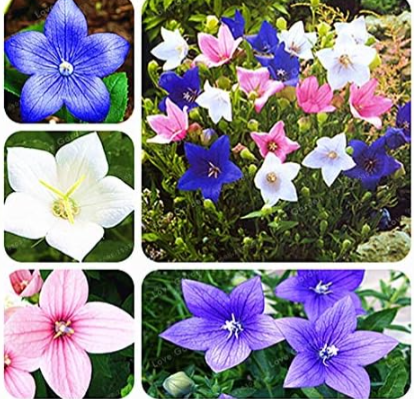 Balloon Flower Seed Platycodon Grandiflorus Perennial Seed (Color: Multi-Colored)