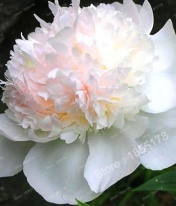 Peony Flower Garden Seed (Color: White Peony)
