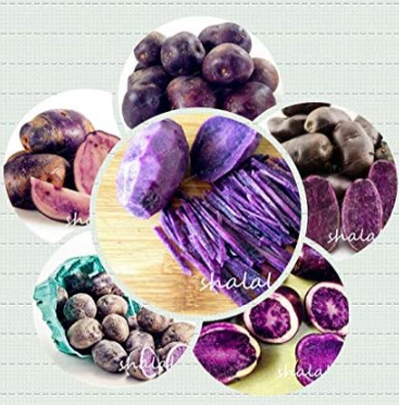 Purple Potato Seed Purple Sweet Potato Nutrition Green Vegetable (Color: Mixed)