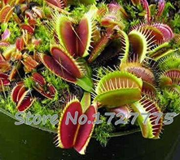 Venus Fly Trap Dionaea Muscipula Carnivorous Plant Plants Plant Semente - (Color: Green)