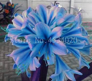 Clivia Seed (Kaffir Lily ), Indoor Potted Plant (Color: 4)