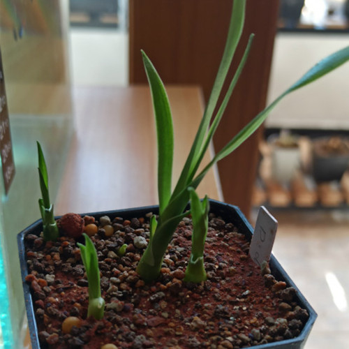 Canary Islands Dragon Tree Seeds, Dracaena draco