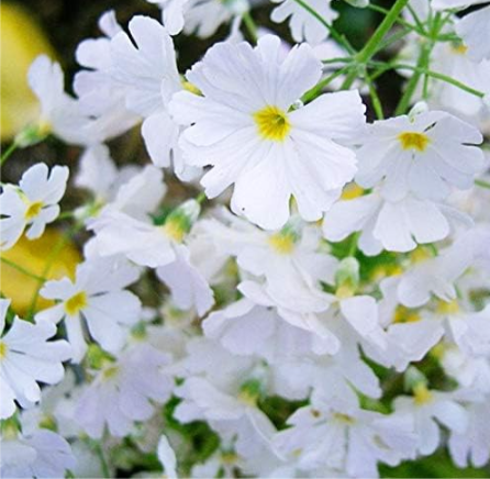 Primula Flower Seeds for Home Garden Plants - (Color: 6)