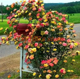 Climbing Rose Seed Mixed Color Beauty Your Balcony Family Garden Seed - (Color: A24)