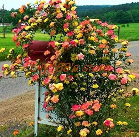 Climbing Rose Seed Mixed Color Beauty Your Balcony Family Garden Seed - (Color: A24)